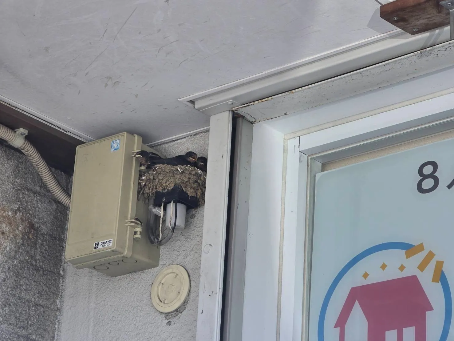 事務所の軒下に、今年初めての小さなお客様